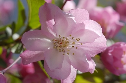 sakura flor de cerezo japon unajaponesaenjapon.com