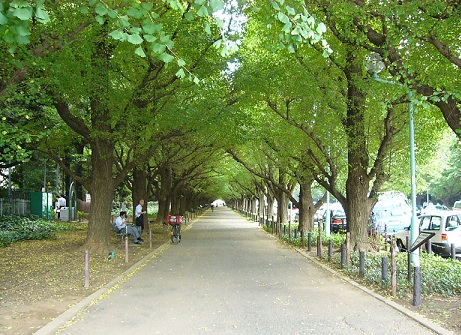 avenida de gingko icho namiki tokyo japon4