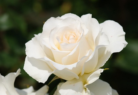 rosa blanca unajaponesaenjapon.com