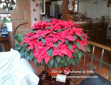 La Flor de Nochebuena – ポインセチア en Una japonesa en Japón - ある帰国子女のブログ