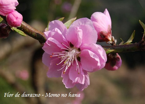 flor de durazno-momo no hana-hinamatsuri-japon