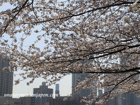 sakura hanami cerezo en flor tokyo japon
