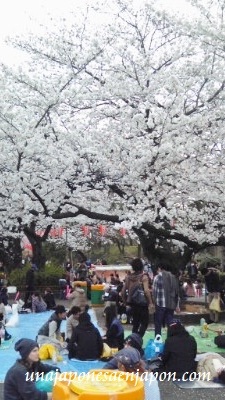 sakura hanami cerezo en flor tokyo japon
