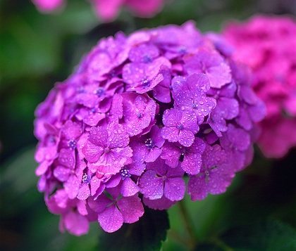 junio epoca de lluvias japon hortensia ajisai