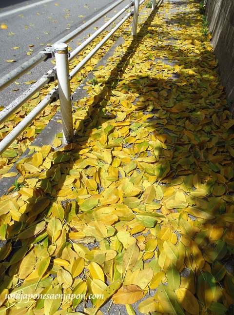 otoño hojas okinawa japon