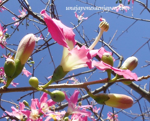 sakura de brasil palo borracho flor okinawa japon 10
