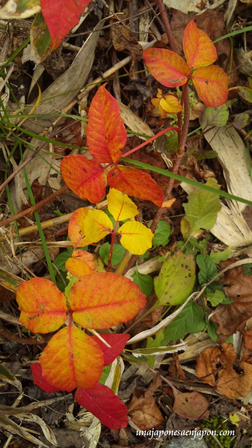 hojas-rojas-kouyou-hokkaido-japon