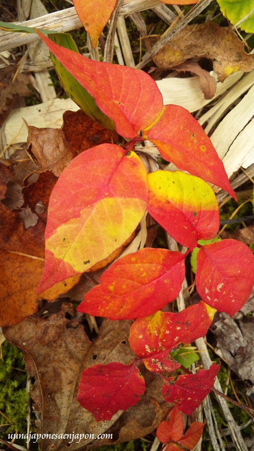 hojas-rojas-kouyou-hokkaido-japon