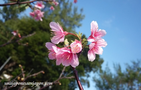 sakura-flores-cerezo-okinawa-japon