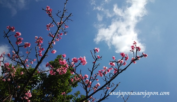 sakura-flores-cerezo-okinawa-japon