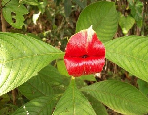 psychotria elata flor beso labios rojos 1