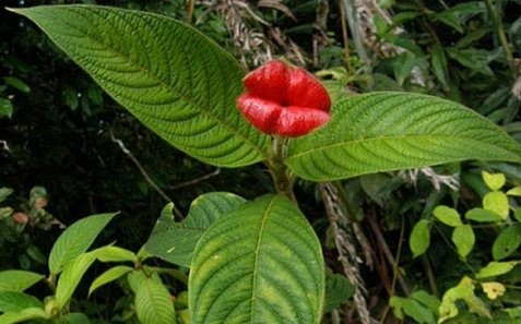 psychotria elata flor beso labios rojos 4