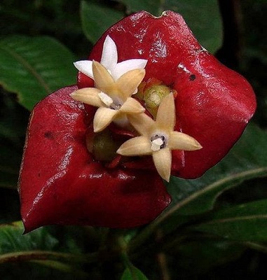 psychotria elata flor beso labios rojos 5