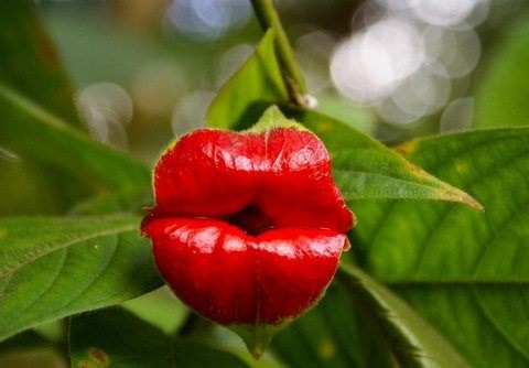 psychotria elata flor beso labios rojos