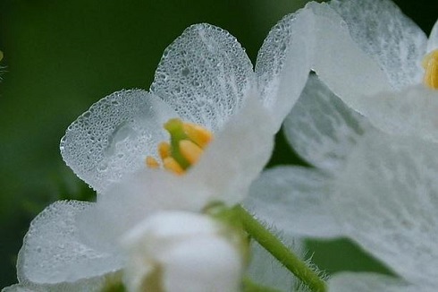 flor transparente gotas de lluvia naturaleza sankayo サンカヨ 1