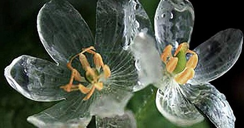 flor transparente gotas de lluvia naturaleza sankayo サンカヨ 2