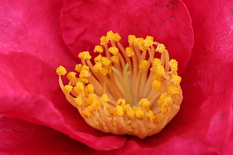 sazanka flor de te de la montana japon 1