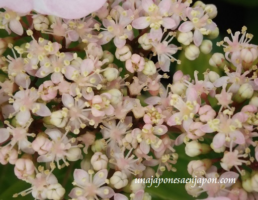 hortensia-de-invierno-fuyu-ajisai-okinawa-japon.