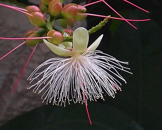 sagaribana barringtonia asiatica flor de verano okinawa japon