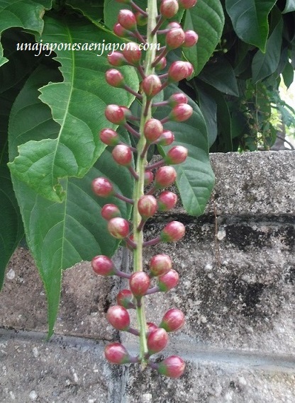 sagaribana barringtonia asiatica flor de verano okinawa japon 1