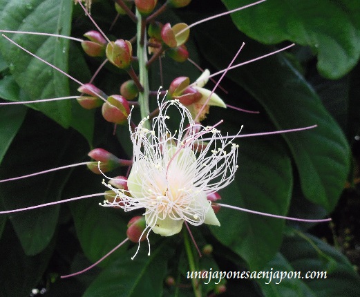 sagaribana barringtonia asiatica flor de verano okinawa japon 5