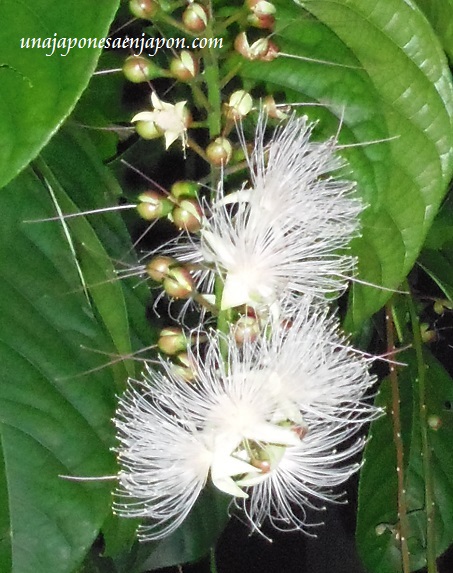 sagaribana barringtonia asiatica flor de verano okinawa japon 6