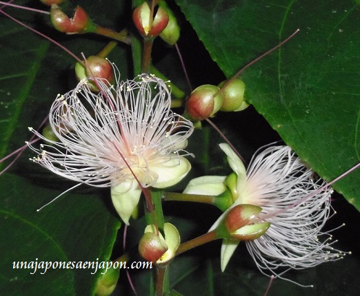 sagaribana barringtonia asiatica flor de verano okinawa japon 7
