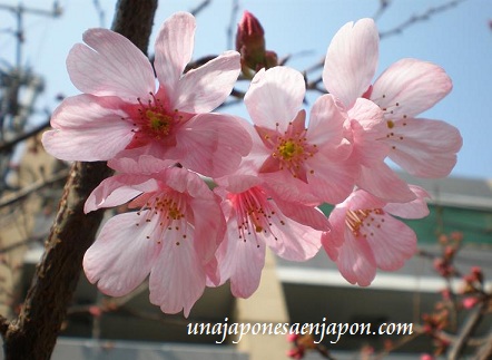 El sakura y las cerezas – 桜とサクランボ (sakura to sakuranbo) en Una japonesa en  Japón - ある帰国子女のブログ