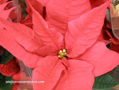 La Flor de Nochebuena – ポインセチア en Una japonesa en Japón - ある帰国子女のブログ
